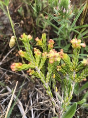 Passerina corymbosa