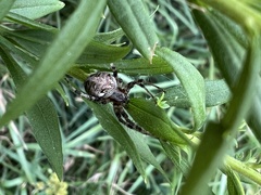 Neoscona arabesca