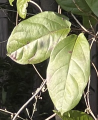 Bignonia capreolata