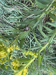 Neoscona arabesca