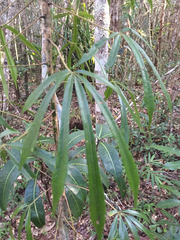 Schefflera