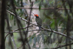 Chiroxiphia caudata