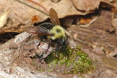 Laphria thoracica