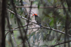 Chiroxiphia caudata