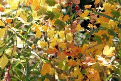 Ribes oxyacanthoides