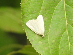 Protodeltote albidula