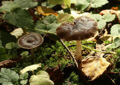 Pluteus