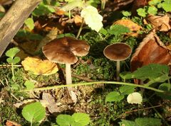 Pluteus