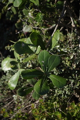 Cussonia thyrsiflora