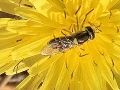 Sphaerophoria sulphuripes