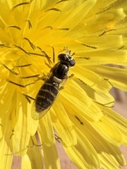 Sphaerophoria sulphuripes