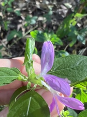 Dicliptera brachiata