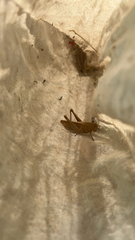 Cyrtacanthacridini