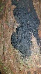 Annulohypoxylon
