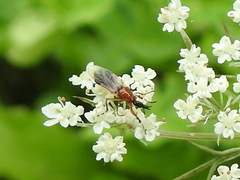 Dilophus stigmaterus