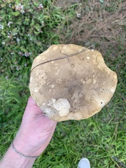 Xanthoconium purpureum