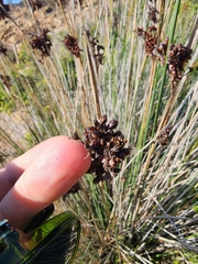 Juncus acutus