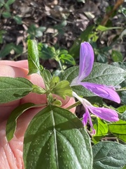 Dicliptera brachiata