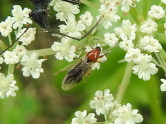 Dilophus stigmaterus