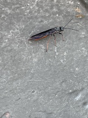 Sirex nigricornis