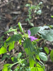 Dicliptera brachiata