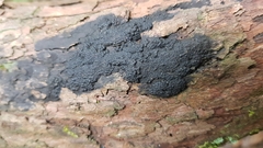 Annulohypoxylon