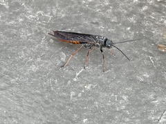 Sirex nigricornis