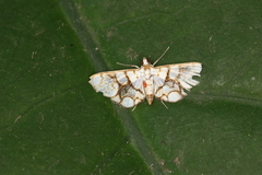 Crambidae