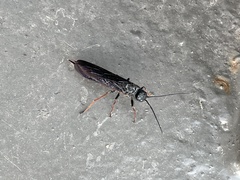 Sirex nigricornis