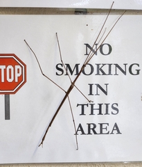 Ctenomorpha marginipennis