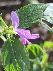 Dicliptera brachiata