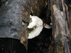 Trametes hirsuta