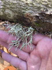 Evernia