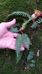 Polypodium