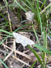 Psamatodes abydata