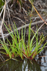 Juncus planifolius