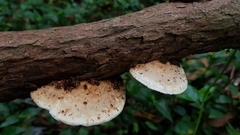 Truncospora ochroleuca