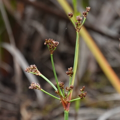 Juncus planifolius