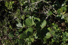 Cussonia thyrsiflora