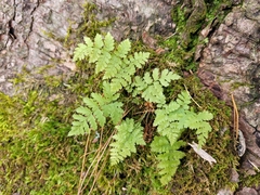 Dryopteris carthusiana