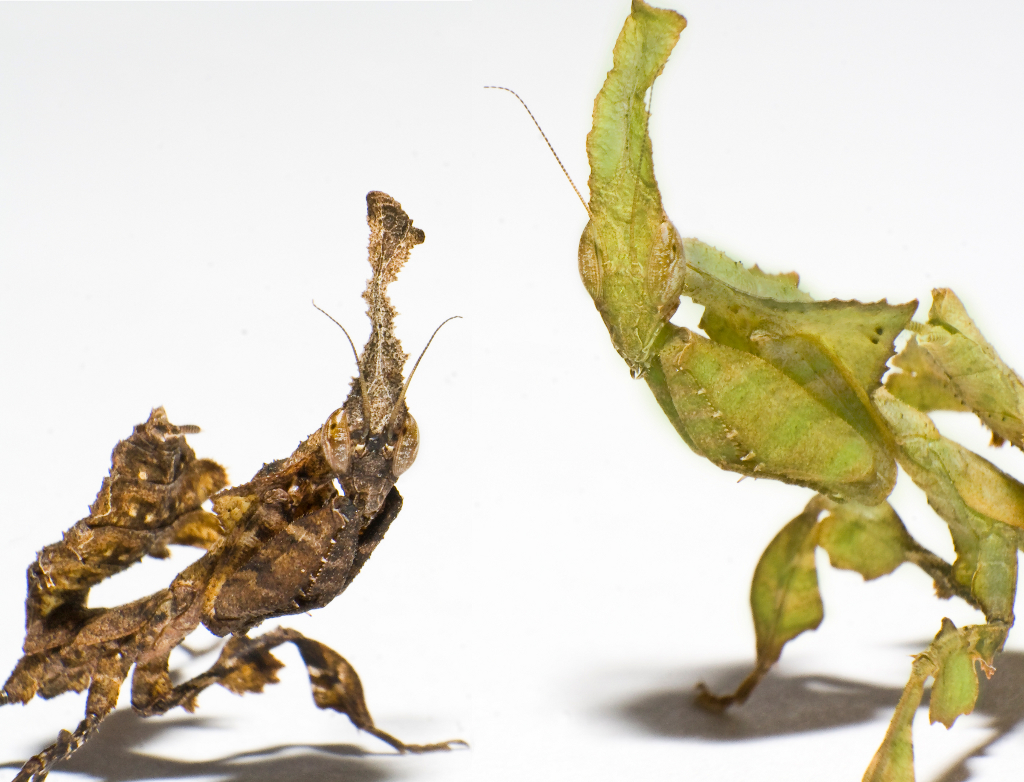 Ghost Mantises