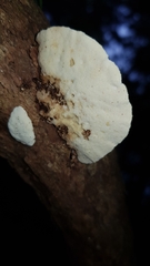 Truncospora ochroleuca