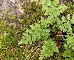 Dryopteris carthusiana