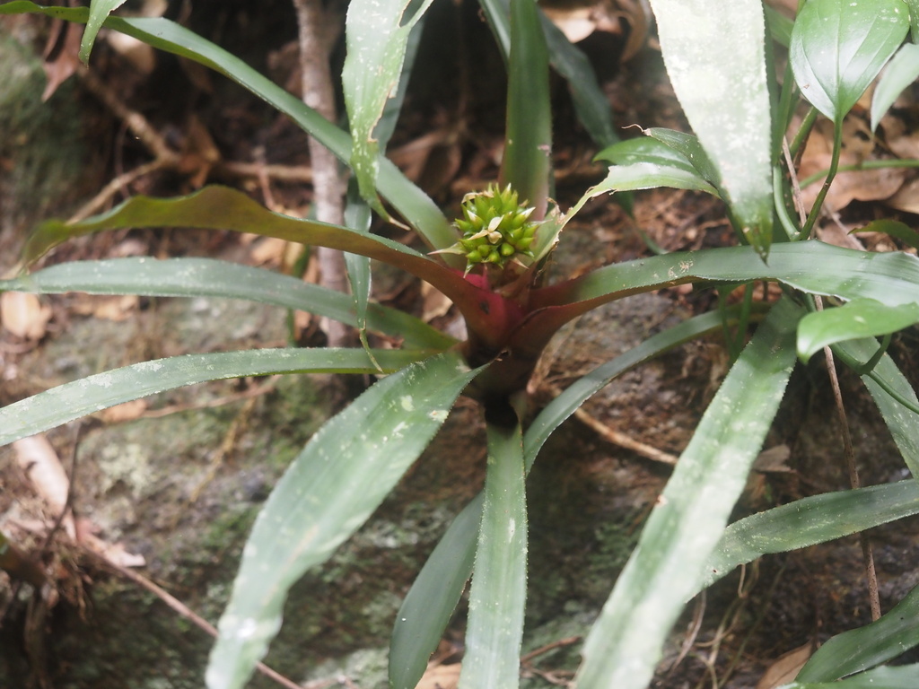 Canistropsis burchellii; photograph Peter Abrahamsen, CC BY, iNaturalist via GBIF