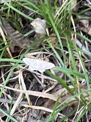 Psamatodes abydata