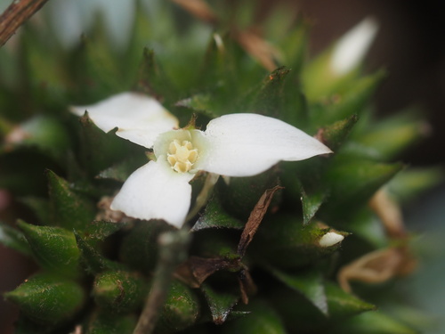 Canistropsis burchellii, photograph 1
