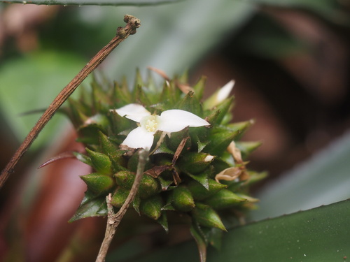 Canistropsis burchellii, photograph 2