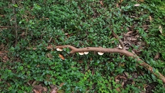 Truncospora ochroleuca