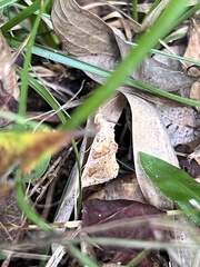 Plusiodonta compressipalpis