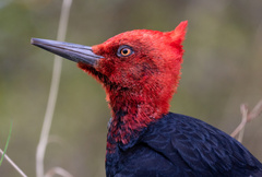 Campephilus magellanicus